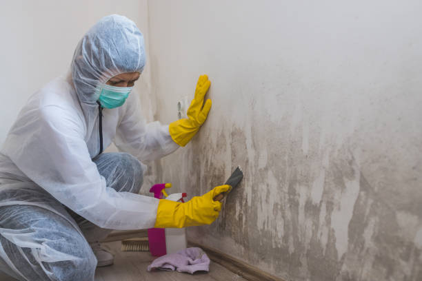 Best Attic Mold Remediation in Trenton, IL