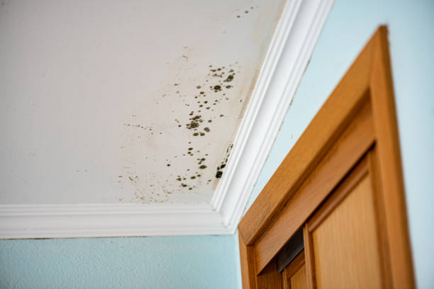 Best Insurance-Related Mold Remediation in Trenton, IL