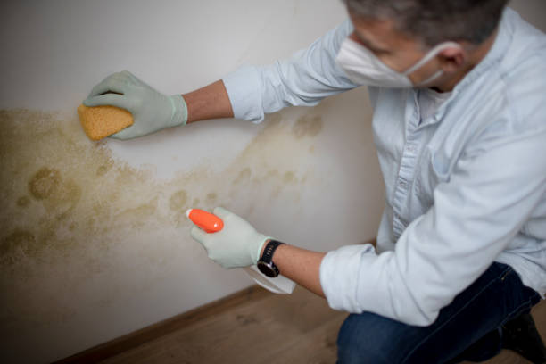 Best Insurance-Related Mold Remediation in Trenton, IL