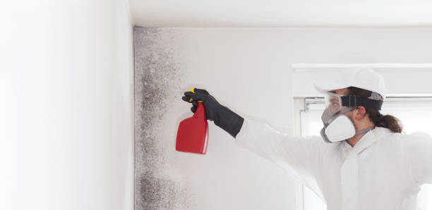 Best Mold Testing and Inspection Services in Trenton, IL