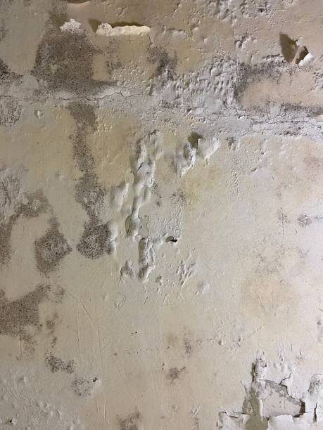 Best Crawl Space Mold Remediation in Trenton, IL