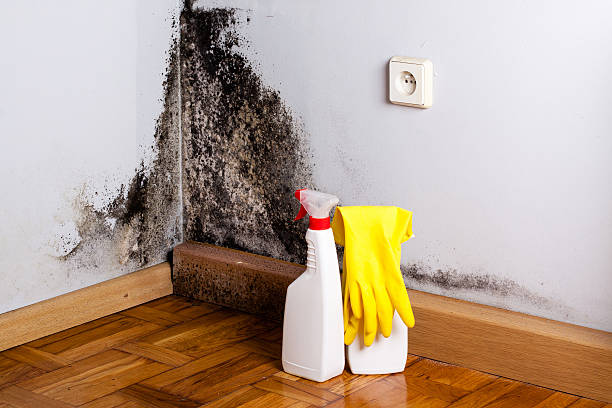 Best White Mold Remediation in Trenton, IL