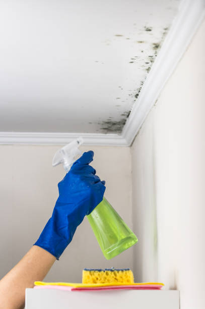 Best Post-Flood Mold Remediation in Trenton, IL