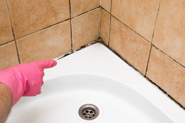 Best Industrial Mold Remediation in Trenton, IL